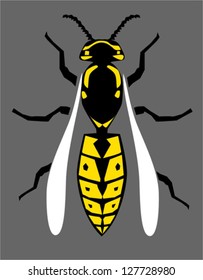 Wasp