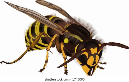 Wasp