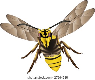 wasp