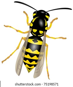 wasp