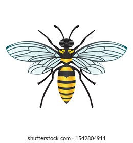 wasp or bee with black and yellow. photo of honey-producing animals with isolated white background.