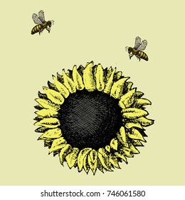 Wasp, bee, hornet flying around sunflower. Sunflower illustration. Hand drawn vector image. Two bees gathering nectar from sunflower. Honeydew on flower