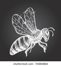 Wasp, bee, hornet illustration. Hand drawn vector image on black board