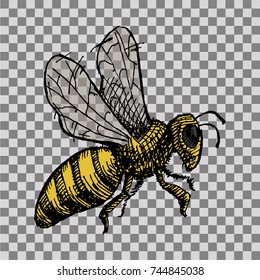 Wasp, bee, hornet illustration. Hand drawn vector image on transparent background