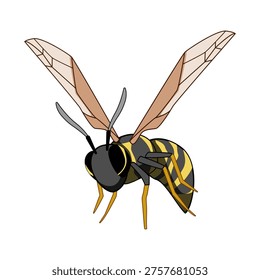 Wasp with bold yellow and black stripes, translucent wings and antennae, depicted mid flight against a white background  close up vector style studio illustration