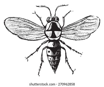 Wasp cartonboard, vintage engraved illustration. Natural History of Animals, 1880.
