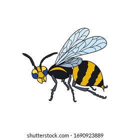 Wasp. Colored, black outlined. Vector nature illustration.