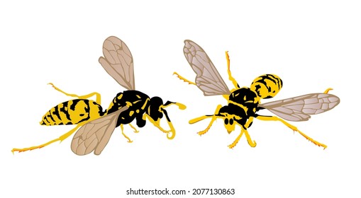 Wasp couple vector illustration isolated on white background. Love between Honey bee vector silhouette symbol. Insect shadow. Hornet silhouette. Poison animal deadly insect with sting.