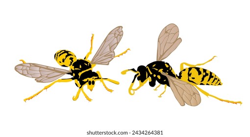 Wasp couple vector illustration isolated on white background. Love between Honey bee vector silhouette symbol. Insect shadow. Hornet silhouette. Poison animal deadly insect with sting.