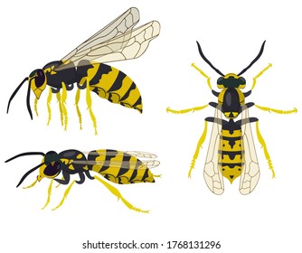 Wasp in different poses. Insect in cartoon style.