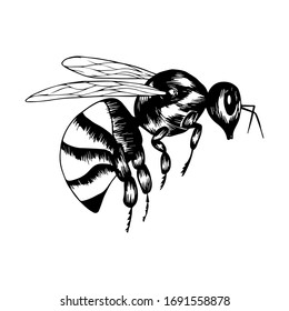 Wasp in doodle style. Black and white vector illustration. Insect is drawn by hand and isolated on a white background. Sketch wasp. Side view. Outline drawing