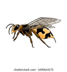 Wasp - Plano aislado sobre un fondo blanco. Ilustración vectorial de material.