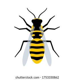 Wasp flat vector illustration isolated on white