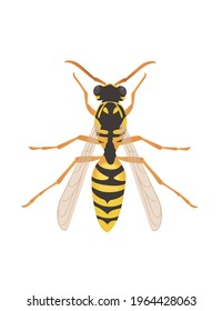 Wasp flying danger insect cartoon wasp design vector illustration on white background top view