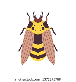 Wasp Flying Insect Top View Vector Illustration
