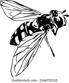 Wasp, hand draw. Black vector illustration art