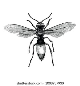 Wasp hand drawing vintage engraving illustration isolate on white background