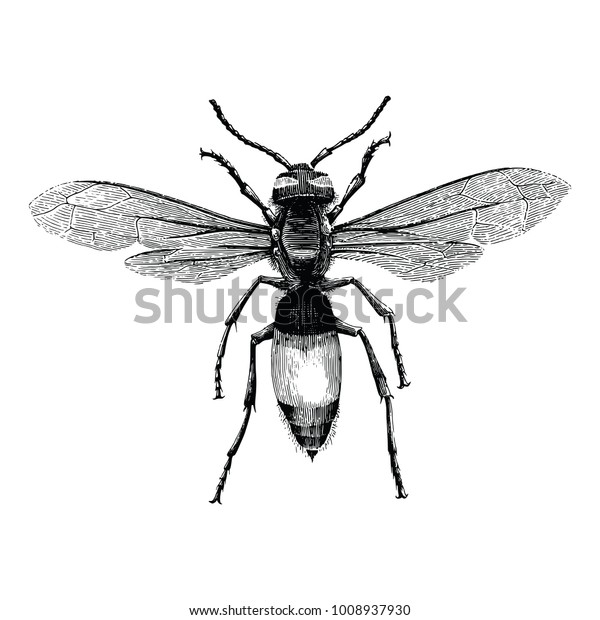 Wasp Hand Drawing Vintage Engraving Illustration Stock Vector (Royalty ...