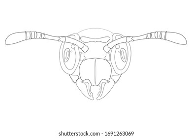 Wasp head icon - outline. Vector stock graphic illustration isolated on white background. Coloring book page. Hand realistic drawing. Coloring page. Design for graphic, logo and web purposes.
