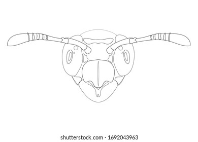 Wasp head icon - outline. Vector stock graphic illustration isolated on white background. Coloring book page. Hand realistic drawing. Coloring page. Design for graphic, logo and web purposes.