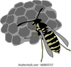 Wasp and honeycomb