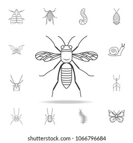 wasp icon. Detailed set of insects line illustrations. Premium quality graphic design icon. One of the collection icons for websites, web design, mobile app on white background