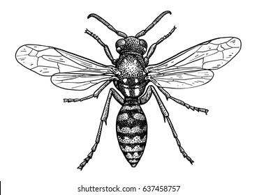 Wasp illustration, engraving, drawing, ink, vector