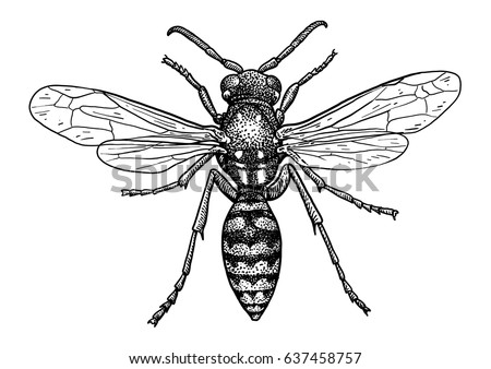 Wasp Illustration Engraving Drawing Ink Vector Stock Vector (Royalty