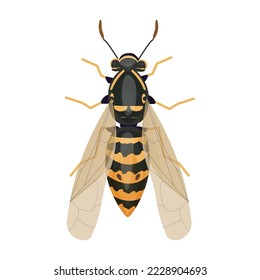 Wasp insect, bumble bee top view in cartoon style, realistic bug Isolated clipart on white background