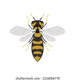 Wasp insect color vector icon. Flat design