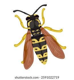 Wasp insect on a white background. Insects in summer and spring. Isolated vector illustration.