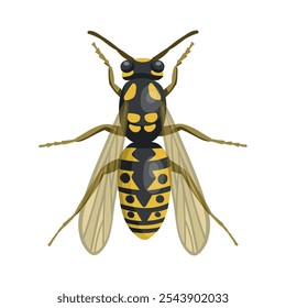 Wasp insect. Realistic wasp  on white background. Top view. Vector.