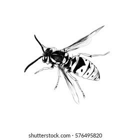 wasp insect sketch vector