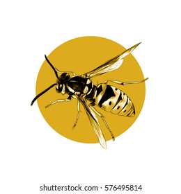 wasp insect sketch vector on the yellow background circle