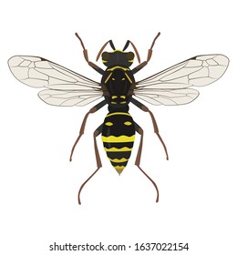 Wasp insect vector color drawing. A stinging insect, an insect pest. Flat design illustration isolated on white background