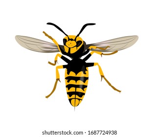wasp insect vector color drawing realistic