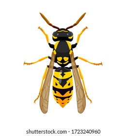wasp isolated image on a white background, insect, stings, wasp sting. Vector image