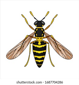 Wasp Isolated on white background. Vector illustration