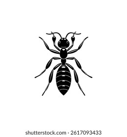 wasp isolated on white background