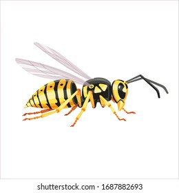 Wasp isolated vector illustration on white background. bee yellowjacket, European wasp or German wasp (lat. Vespula germanica)