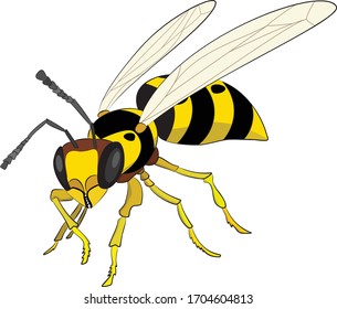Ilustración vectorial aislada en fondo blanco