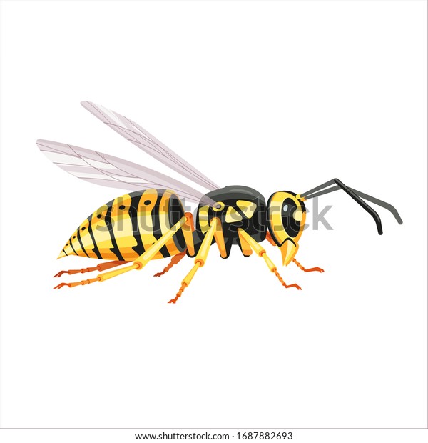 白い背景にスズメバチのベクターイラスト ハチブリジャケット ヨーロッパスズメバチ ドイツスズメバチ 緯度 ゲルマニカ膀胱 のベクター画像素材 ロイヤリティフリー