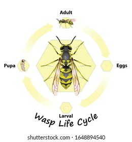 Wasp Life Cycle vector for agriculture,education,Science,Graphic design,Artwork.