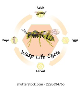 Wasp Life Cycle vector for agriculture,education,Science,Graphic design,Artwork.