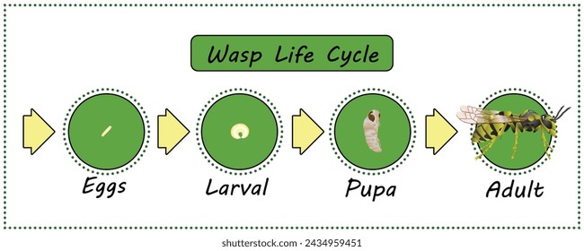 Wasp Life Cycle vector for agriculture,education,Science,Graphic design,Artwork.