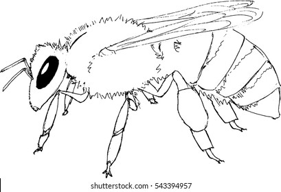 Wasp Line Drawing