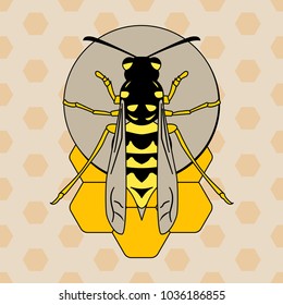 Wasp on honeycombs