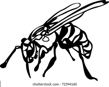 wasp on white background