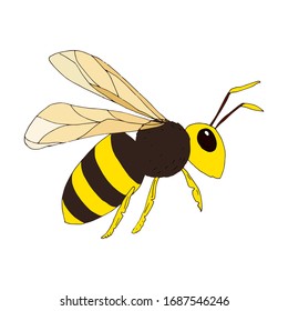 Wasp on white background. Vector illustration