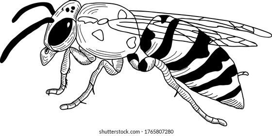 Wasp outline sketch. Vector isolated on white background. 